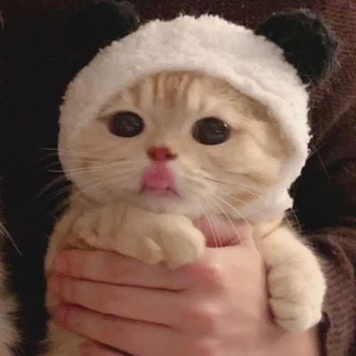 سلمان بشیر avatar