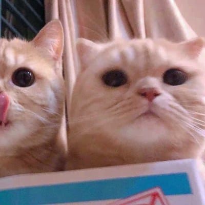 عائشة خان avatar